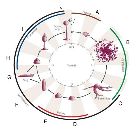 An Anatomy Ontology To Represent Biological Knowledge In Dictyostelium