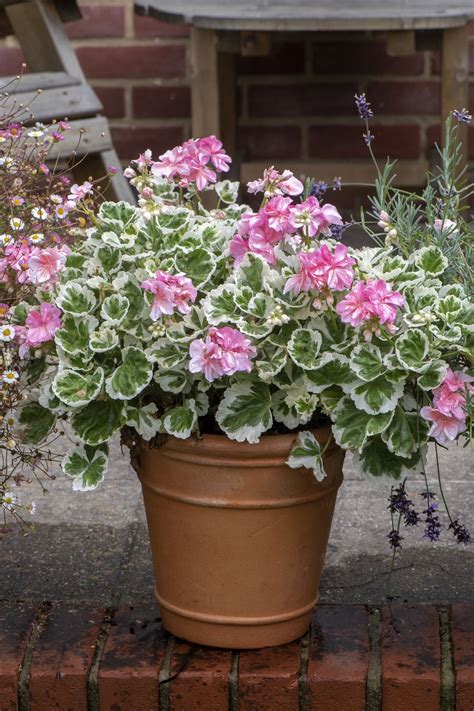 container garden plants tips  thriving plants  small spaces