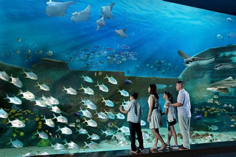 cek harga tiket sea aquarium singapore produkaslicoid