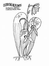 Plant Coloring Carnivorous Pages Pitcher Plants Designlooter Template sketch template