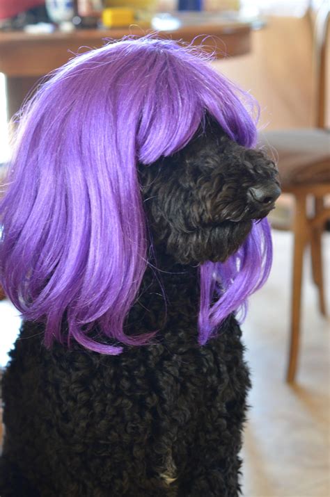 handsome purple haired dog rpics