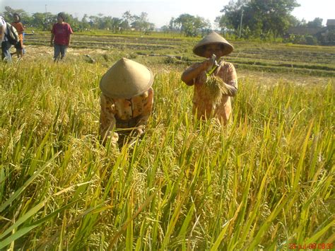 bani hchasan kadirejo pertanian prestasi indonesia