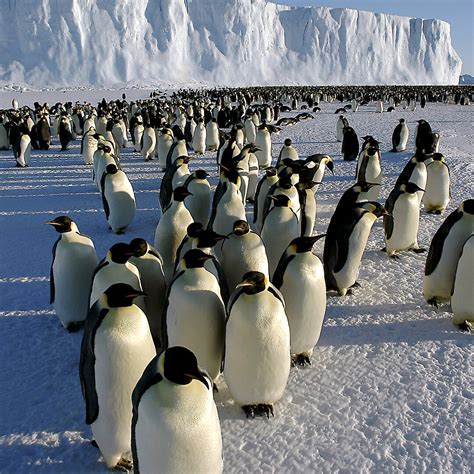 breeding behaviour discovered  emperor penguins australian antarctic program news