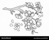 Cerisier Colorare Fleurs Coloriage Fiore Vecteur Ciliegia Ciliegio sketch template
