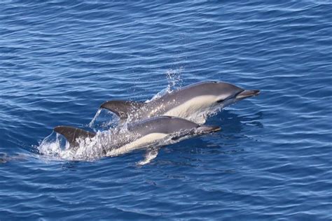 los gigantes whales dolphins catamaran royale delfin