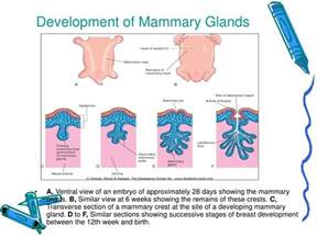 Ppt Mammary Gland Powerpoint Presentation Id 643207