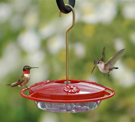 homemade hummingbird nectar recipe  evergreen