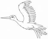 Bocian Kolorowanka Cicogna Locie Ptak Latający Biały Stork sketch template