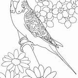 Parakeet sketch template