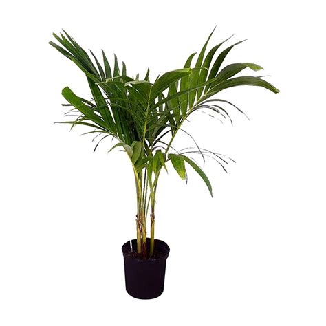 christmas palm kadiyam nursery leading supplier  plants  rajahmundry