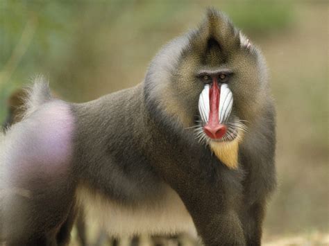 baboon  biggest animals kingdom