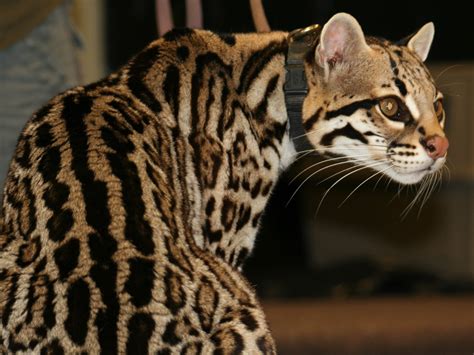 ocelot  life  animals