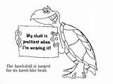 Hawksbill Turtle sketch template