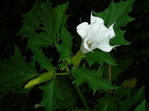 datura uludağ sözlük