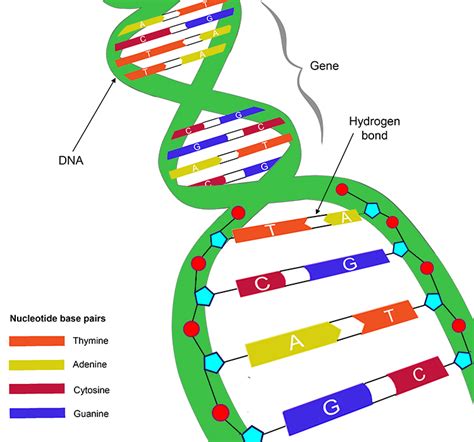 Detailed Page Of The Structure Of Dna And Its Double Helix