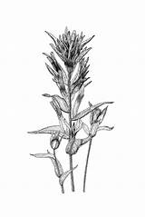 Paintbrush Botanical Drawn sketch template