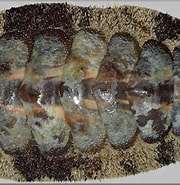 Afbeeldingsresultaten voor "acanthopleura Granulata". Grootte: 180 x 185. Bron: www.jaxshells.org