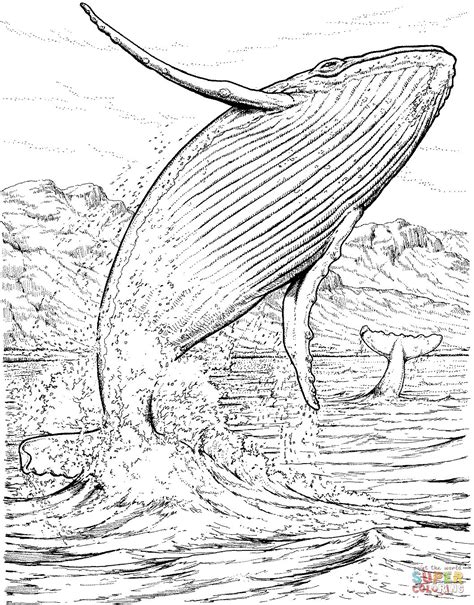 image  whale coloring pages shark coloring pages whale