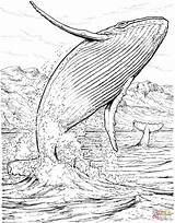 Humpback Baleine Jumping Whales Blauwal Ballena Coloriages Sperm Apologia Lesson Bosse Marins Saltando Malvorlage Shark Realistic Acqua Orca Springt Wasser sketch template
