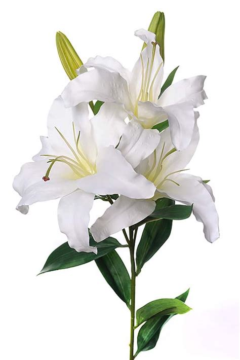 White Lily Flower Flowers