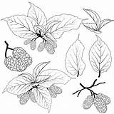 Mulberry Vector Illustration Stock Fruit Illustrations Depositphotos Clip Vecteezy Set sketch template