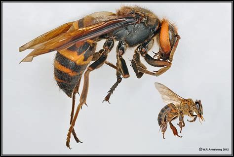 Size Comparison Asian Giant Hornet And Honey Bee