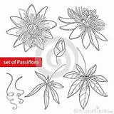 Passiflora Designlooter Bud sketch template