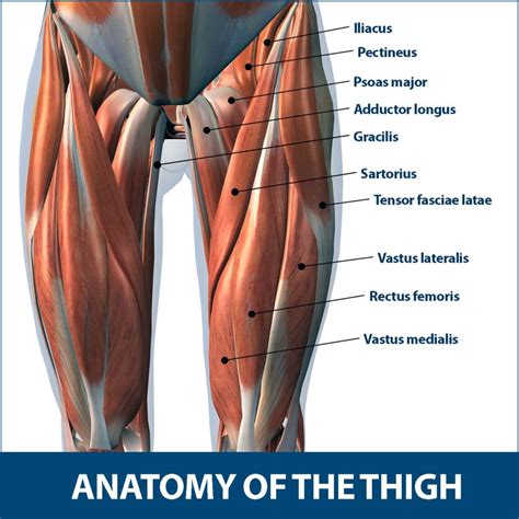 Thigh Muscle Strains Florida Orthopaedic Institute