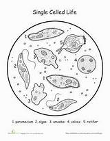 Organisms Celled Reino Paramecium Kingdoms Monera Protista Biologia Teaching Answers Photosynthesis Lire Hibiscus 6th sketch template