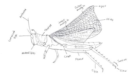 diagram   grasshopper  dazzel almond  deviantart