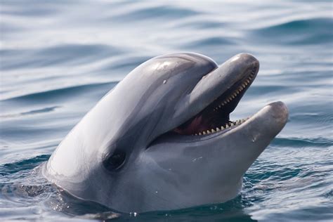 delfin priroda namorni fotografie zdarma na pixabay pixabay