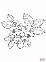 Coloring Printable Blueberry Pages Choose Board sketch template