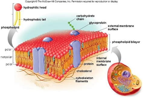 facts  cell membrane fact file