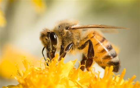 amazing facts  honey bees  world garden farms
