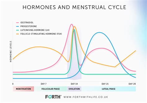 what are the female fertility hormones and what role do they play