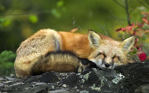 Sleeping Red Fox Wallpapers Wallpapers Hd