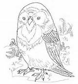 Kakapo Parrot sketch template