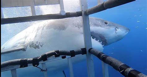 Huge 17ft Great White Shark Thrashes Diving Cage From Side
