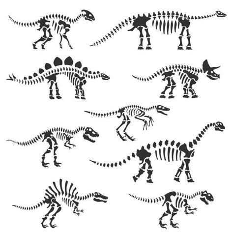 simple dinosaur skeleton drawing denue voconesto
