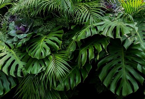 tropical rainforest plants printables