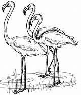 Flamingo Coloring Pages Flamingos Printable Zoo Group sketch template