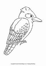 Kookaburra Aboriginal Activityvillage Crafts Sketchite sketch template