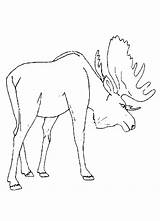 Moose Coloring Pages Drawing Animal Printable Preschool Popular Kids Colouring Print Coloringhome Color Getdrawings Comments sketch template