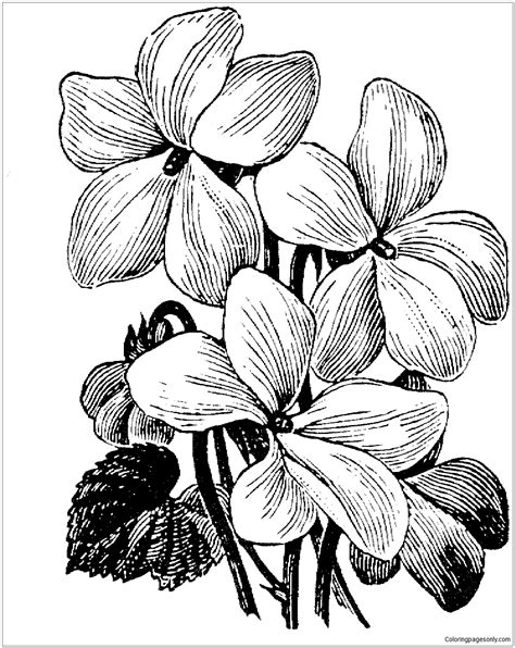 white violet coloring page  printable coloring pages