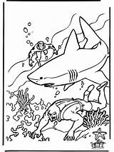 Ausmalbilder Haai Ausmalen Unterwasserwelt Malvorlagen Duiker Requin Taucher Coloriage Rekin Squalo Zee Colorare Nurek Kolorowanki Sharks Rekiny Morze Nukleuren Sommozzatore sketch template