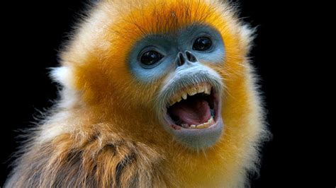 chinese chronicles show modern demise  snub nosed monkeys