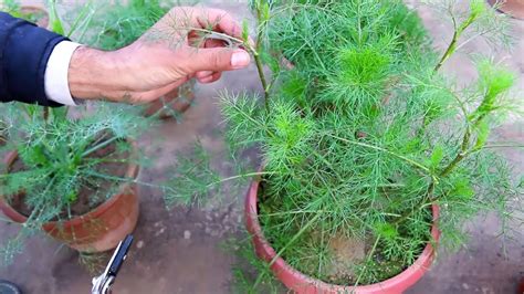 herbs archives gardening soul   grow dill planting dill
