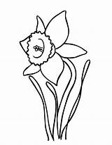 Daffodil Drawing Outline Coloring Flower Pages Drawings Daffodils Blooming Clipart Narcissus Netart Clip Clipartmag Drawn Getdrawings Kids Paintingvalley sketch template