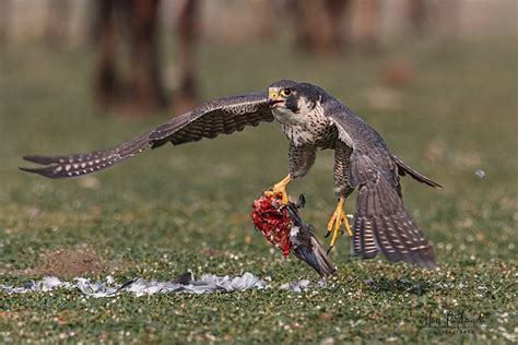 peregrine falcons eat smore science magazine