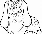 Hound Basset Coloring Designlooter sketch template